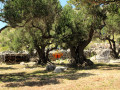 House Lantina Kornati Kornati