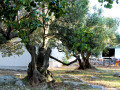 House Lantina Kornati Kornati